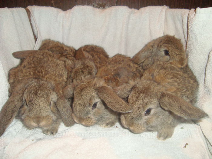 pui b.g nascuti 16 01 2015; 6 iepuri mititei
