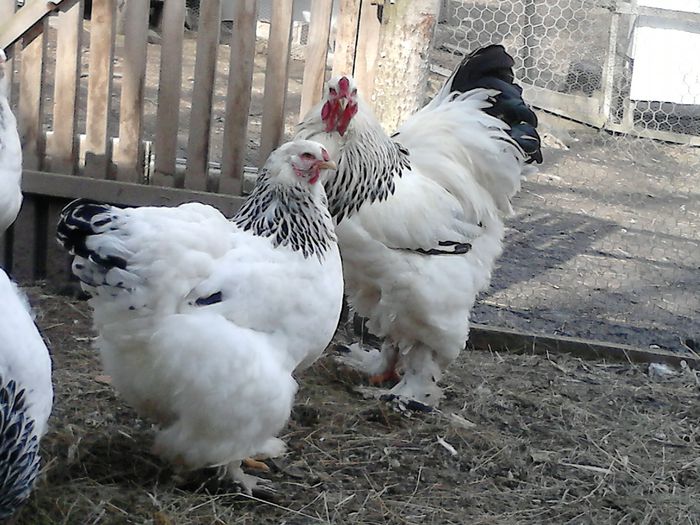 DSC_0499 - BRAHMA 2015