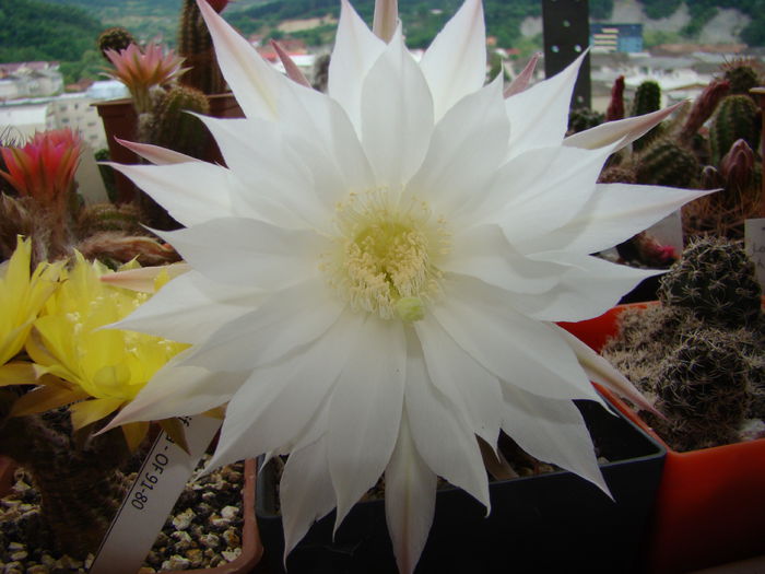 Echinopsis subdenudata