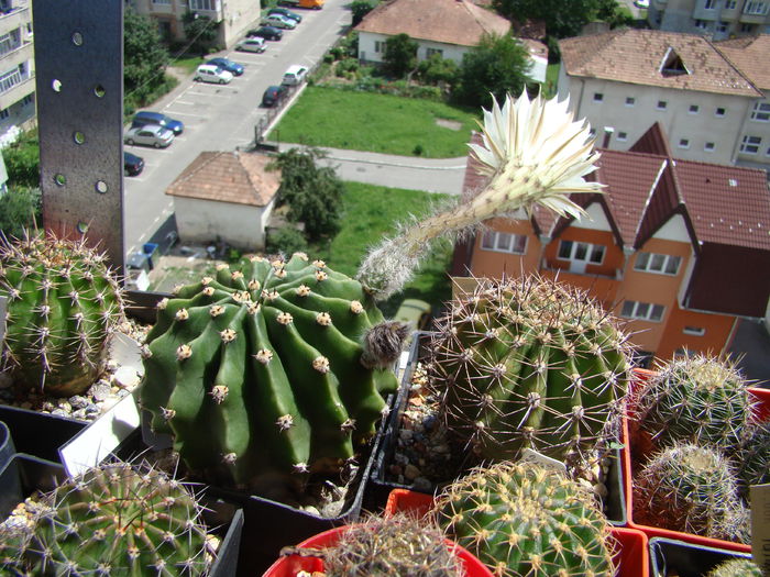 Echinopsis sp