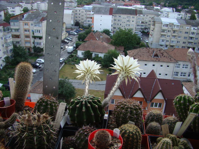 Echinopsis sp