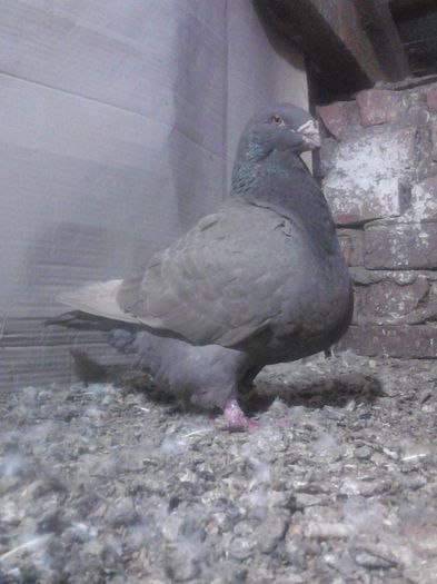 IMG02343 - porumbei ---- 2015