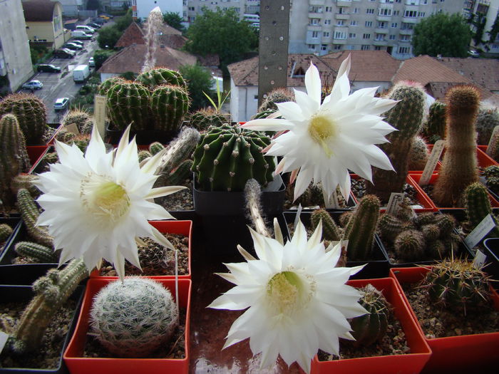 Echinopsis subdenudata si Echinopsis sp