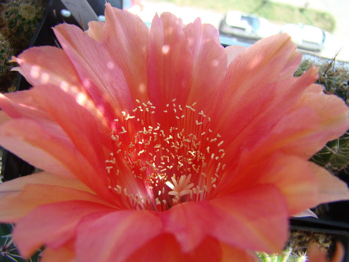 Echinopsis Orange Konigin