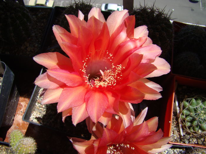 Echinopsis Orange Konigin