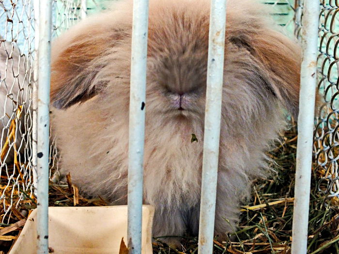 MASCOTA expozitiei .. ferea ! :) MASCOTA expozitiei .. ferea ! :)