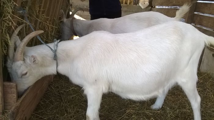 Tina la prima fatare - capre 2015