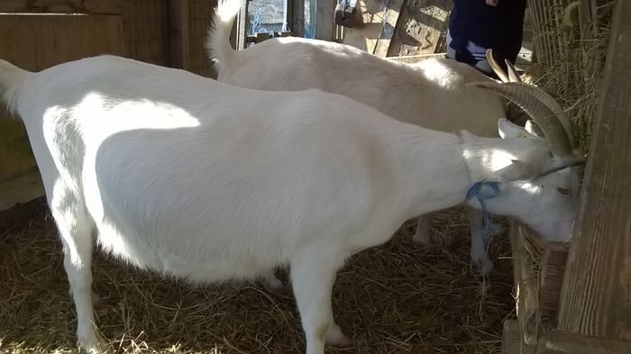 Hilde la a treia fatare - capre 2015