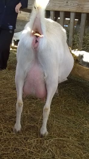 Edelweiss cu doua saptamani inainte de a patra fatare - capre 2015