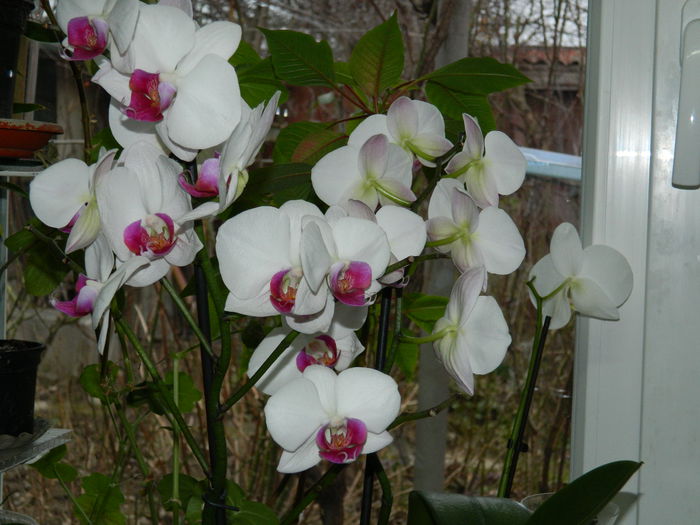 DSCN4167 - 2015_FEBRUARIE