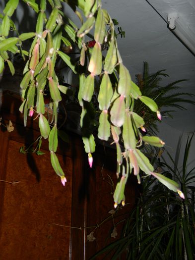 DSCN4173 - 2015_FEBRUARIE