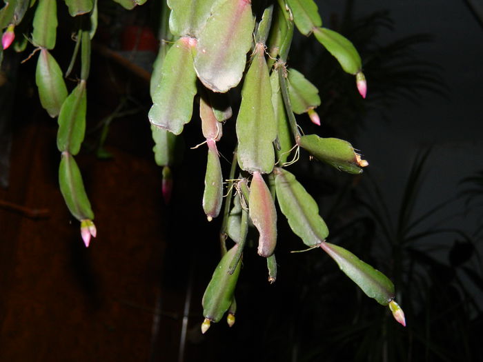 DSCN4175 - 2015_FEBRUARIE