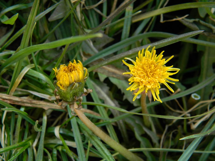 DSCN4383 - 2015_FEBRUARIE