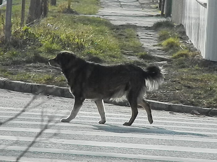 DSCN4498 - 2015_FEBRUARIE