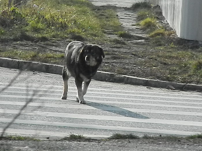 DSCN4502 - 2015_FEBRUARIE