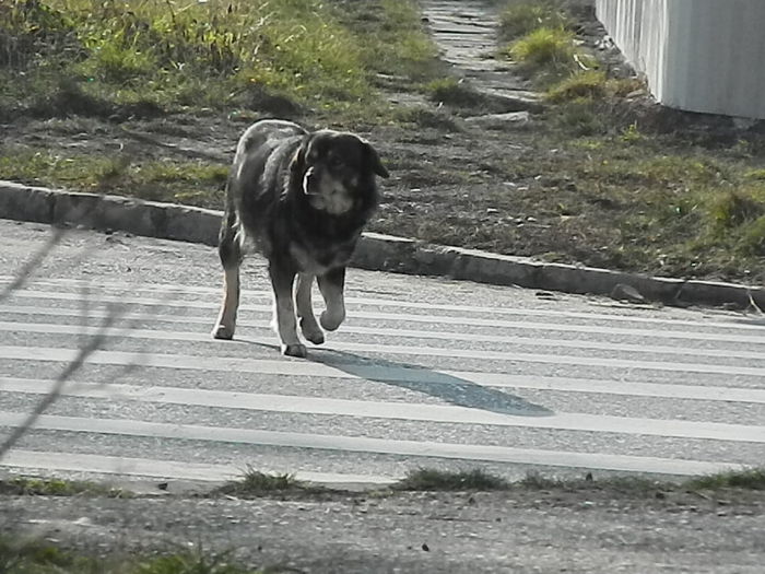 DSCN4503 - 2015_FEBRUARIE