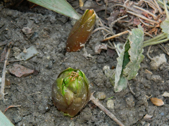 DSCN4509 - 2015_FEBRUARIE