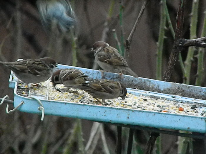 DSCN8810 - VRABIUTE_3