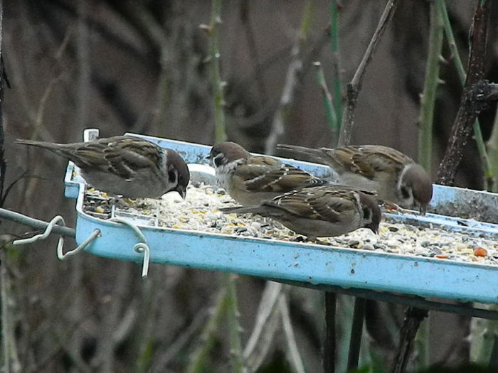 DSCN8823 - VRABIUTE_3