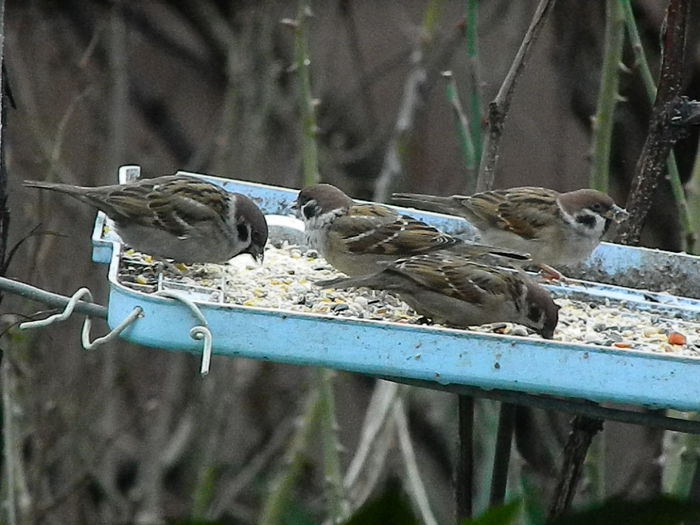 DSCN8824 - VRABIUTE_3