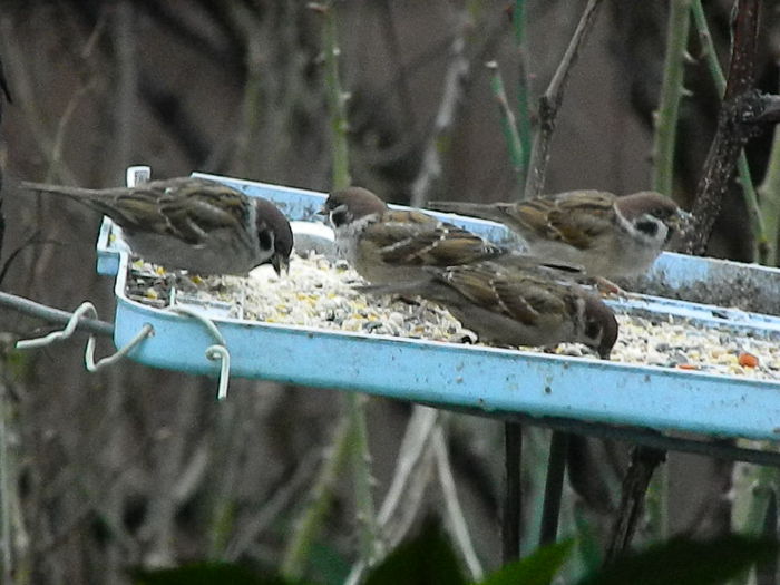 DSCN8826 - VRABIUTE_3