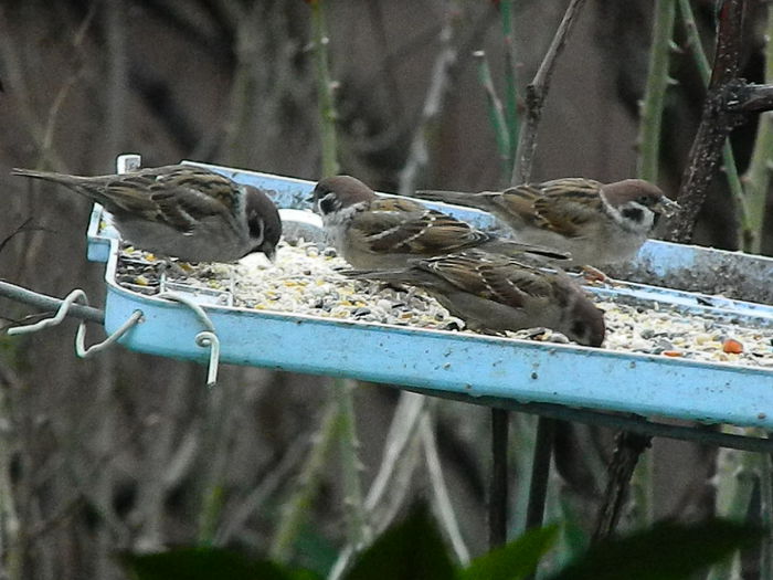 DSCN8827 - VRABIUTE_3