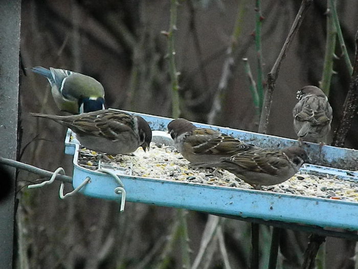 DSCN8828 - VRABIUTE_3