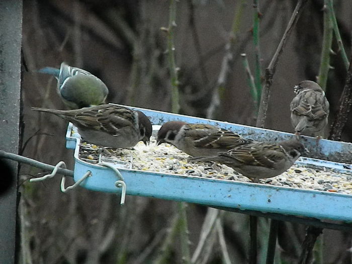 DSCN8829 - VRABIUTE_3