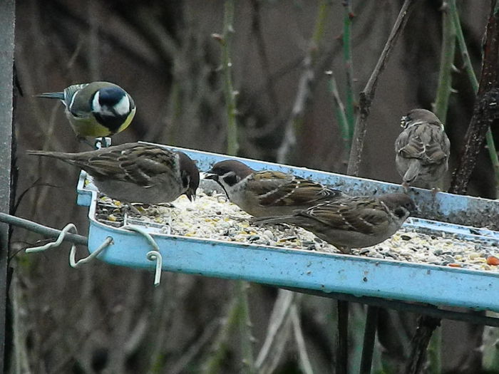 DSCN8831 - VRABIUTE_3