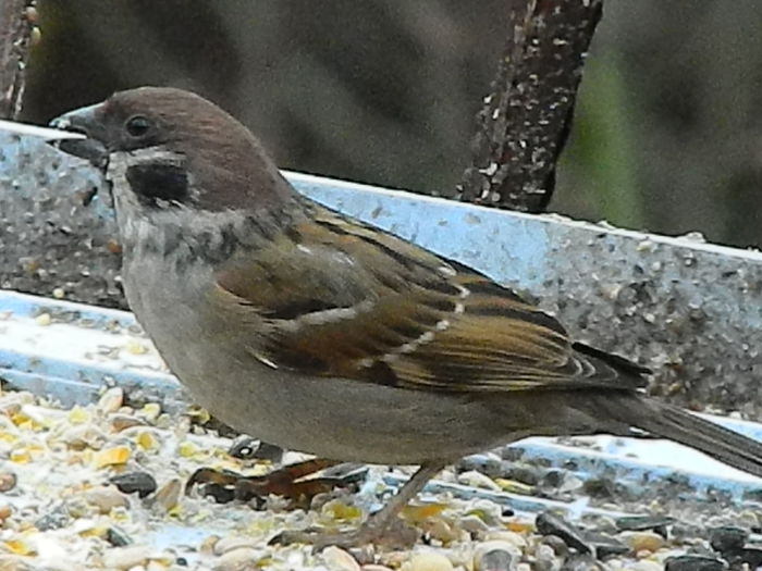 DSCN8880 - VRABIUTE_3