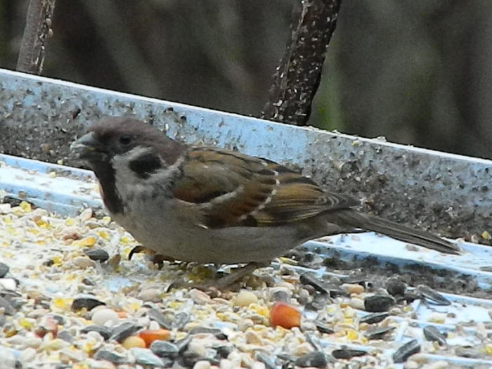 DSCN8910 - VRABIUTE_3