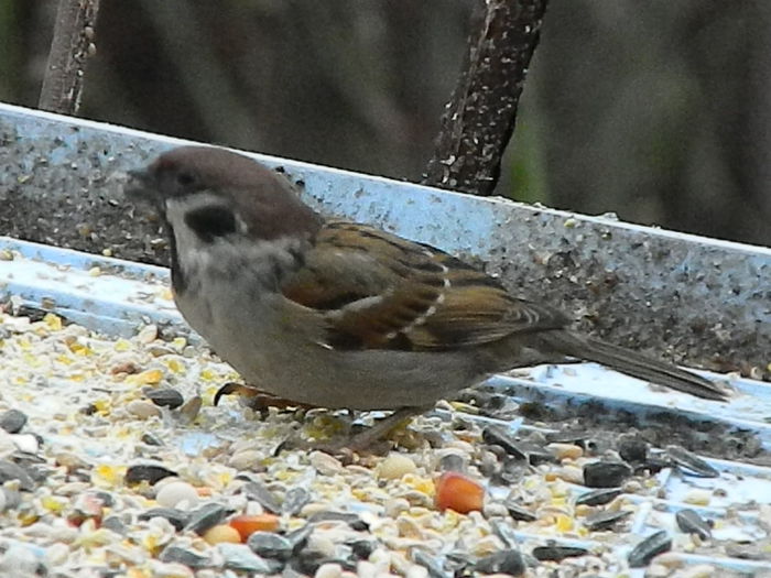 DSCN8911 - VRABIUTE_3