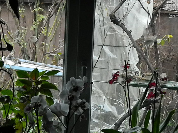 DSCN8929 - VRABIUTE_3