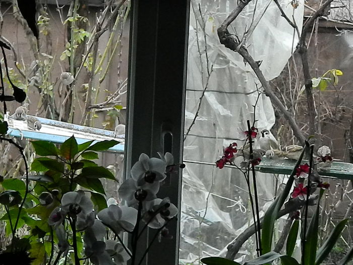 DSCN8931 - VRABIUTE_3