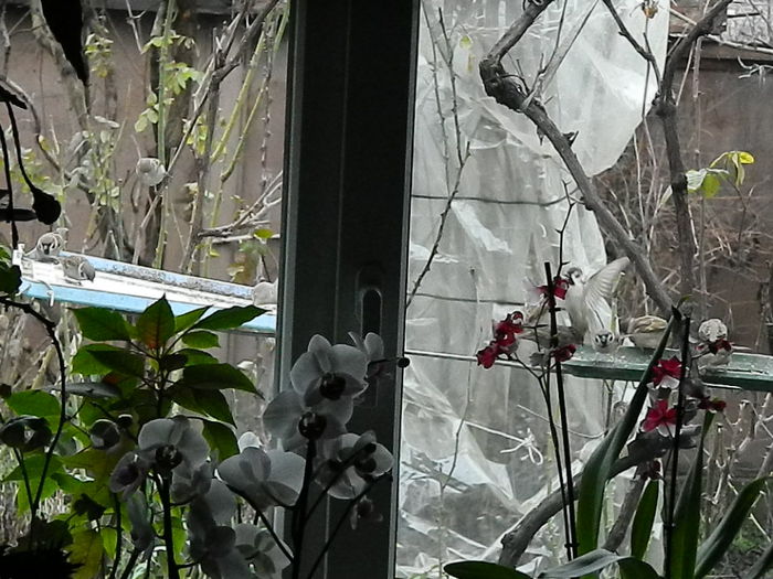 DSCN8933 - VRABIUTE_3