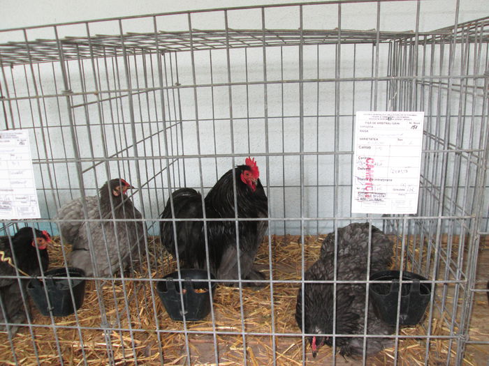 IMG_0460 - EXPO BRASOV 2015