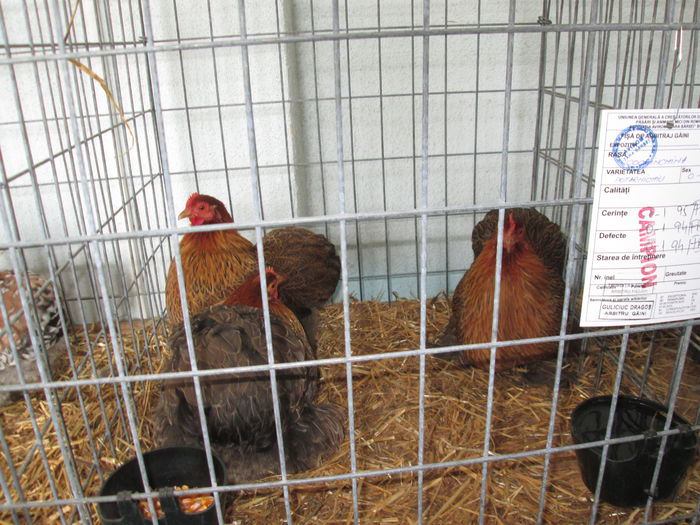 IMG_0461 - EXPO BRASOV 2015