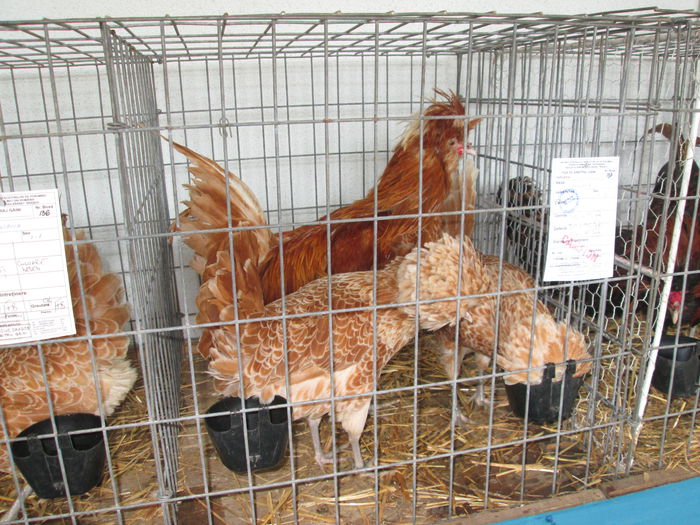 IMG_0463 - EXPO BRASOV 2015