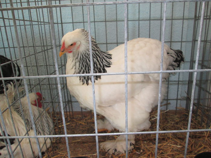 IMG_0485 - EXPO BRASOV 2015