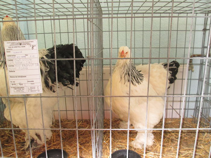 IMG_0487 - EXPO BRASOV 2015