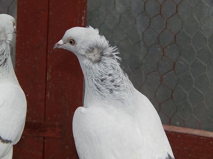 DSCN9497 - Farkas Gheorghe