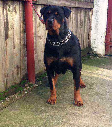 45159367_1_1000x700_catea-rottweiler-targoviste_rev001