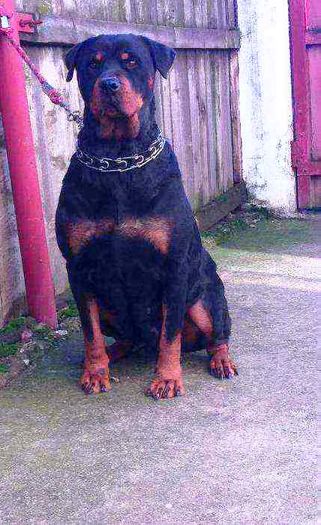 45159367_2_1000x700_catea-rottweiler-fotografii_rev001