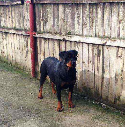 45159367_3_1000x700_catea-rottweiler-caini_rev001 - noua achizitie