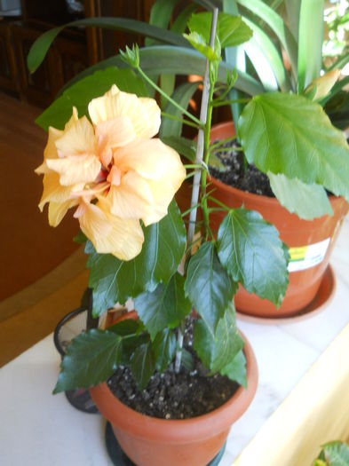 DSCN9105 - Flori apartament