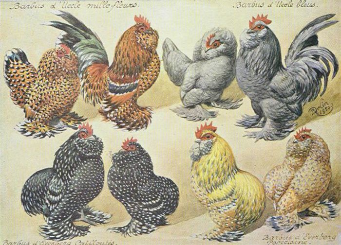 cumpar oua incubat sau pereche albastru