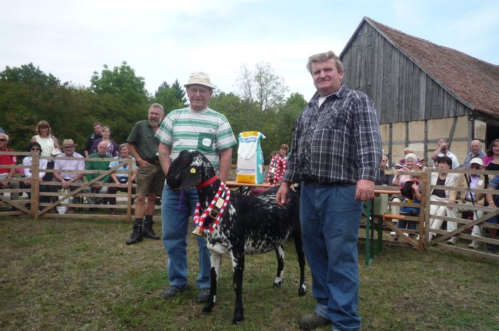 Rasa Nubiana sau Anglo-Nubiana