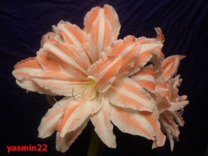 076 ian.2015 Dancing Queen - 7-Amaryllis si Clivia