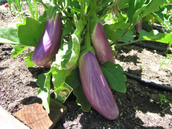 Vinete Lavender Touch.