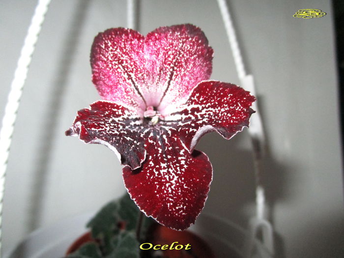 Ocelot(23-02-2015) - Streptocarpusi 2015